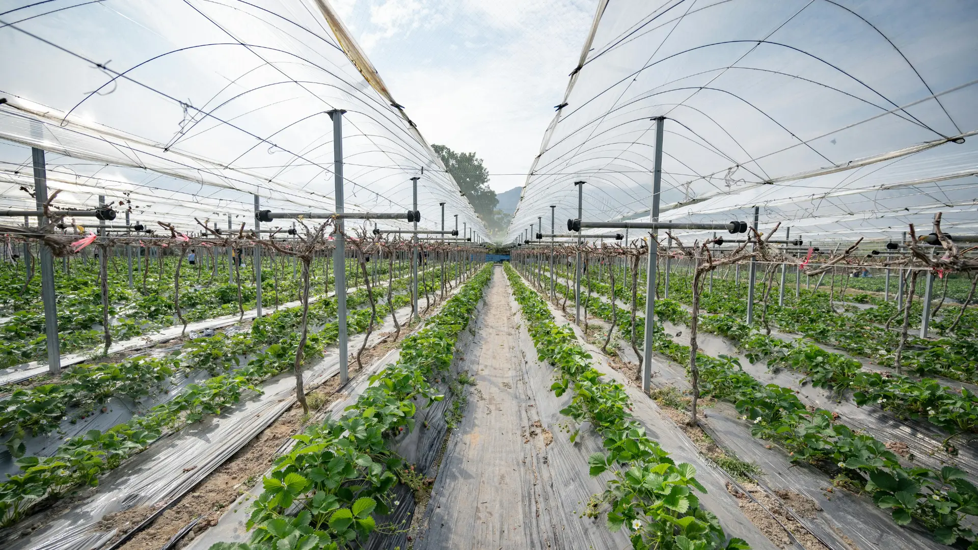 Rows of strawberry plants growing under protective netting in a large commercial agricultural greenhouse, representing farming systems that require clean soil and water management.