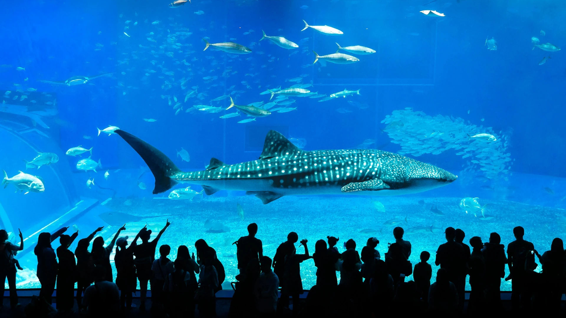 Silhouettes of a crowd of visitors observing a massive whale shark and schools of fish swimming in a large, brightly lit blue public aquarium exhibit.